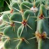 Notocactus _buiningii_ 03